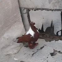 کبوتر|پرنده|اردبیل, |دیوار