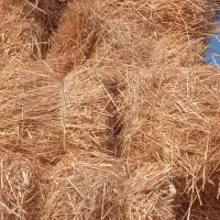 کولش.کندم.برای.گاو