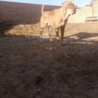 سگ گوسفندی جوان|سگ|اسفراین, |دیوار