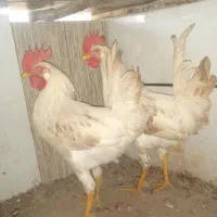 دوخروس زیبا