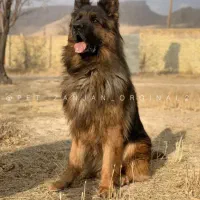 سگ ژرمن شپرد