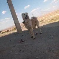 سگ سرابی
