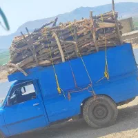 خرید انواع چوب در خانه و باغ تر و خشک نقد