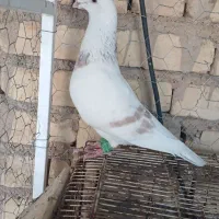 کرم پلاکی|پرنده|شیراز, زیباشهر|دیوار