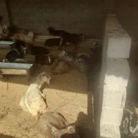 بز چاق|حیوانات مزرعه|اندیمشک, |دیوار