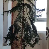 گل کاج مطبق