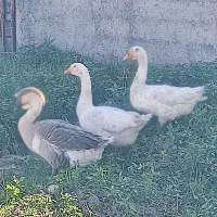 قوغاز اکراینی|حیوانات مزرعه|فاضل آباد, |دیوار