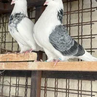 کبوترپرشی شناسنامه درساعت بالا