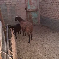 یک راس کاور افشاری زاییده