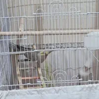 عروس هلندی مولد معاوضه