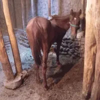 اسب ماده