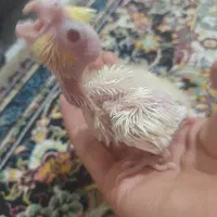 جفت عروس هلندی و جفت طوطی برزیلی|پرنده|قرچک, زیبا شهر|دیوار