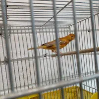 ماده قناری اماده