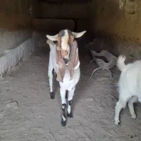 نر بز امریکایی|حیوانات مزرعه|طرقبه, |دیوار