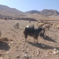 سابرین یا نربز