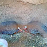 مرغ وخروس