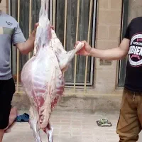 ذبح،گوسفند
