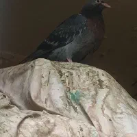 جوجه کفتر آلمانی سبز بد رنگ لنگ نر برادستی هم خوبه