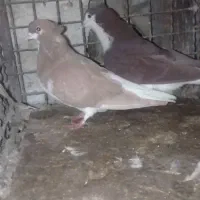 قیمت توافقی