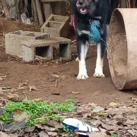 سگ هاسگی ژرمن دورگه نگهبان واقعی گیرنده|سگ|خشکبیجار, |دیوار