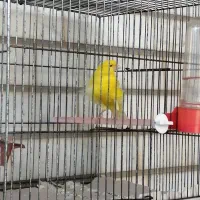 قناری|پرنده|دزفول, |دیوار