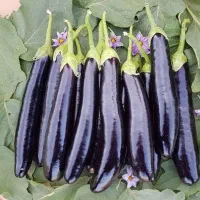 نهال فلفل شیرین و پفکی و بادمجان چاه بلندی و گوجه