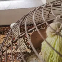 جوجه خاکی