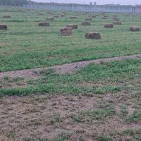 یونجه تازه