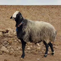 قوچ درجه یک