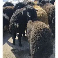 بره نر