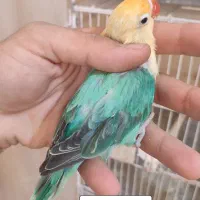 فروش تعدادی طوطی برزیلی پاربلو اپلاین نرو ماده|پرنده|شیراز, شهرک گلستان|دیوار