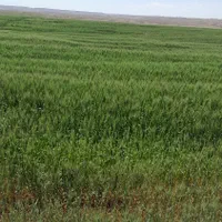 فروش زمین کشاورزی