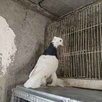 کفتر پلاکی کوهی،طوق سیاه، یال سیاه گلدار، سینه آبی|پرنده|شیراز, فرگاز|دیوار