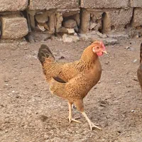 دجاج|پرنده|سوسنگرد, |دیوار