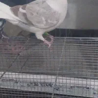 پرنده رنگی|پرنده|فولادشهر, مسکن مهر فولادشهر|دیوار