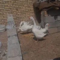 فروش غاز قو ومحلی|حیوانات مزرعه|بستان آباد, |دیوار