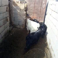 بزغاله|حیوانات مزرعه|بیرجند, |دیوار