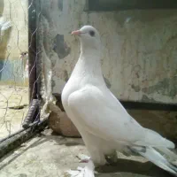 ماده رنگه|پرنده|قائن, |دیوار