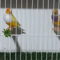 فنچ گلدین مولد جوجه گلدین شارکول ستاره‌ای جغدی|پرنده|شیراز, کاراندیش|دیوار