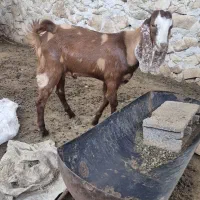 کهره‌نر‌چاق‌‌چاق
