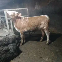 گوساله نر دورگ سیمینتال  ۱ ساله