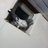 فروشی|پرنده|شوط, |دیوار