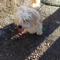 توله سگ پاکوتاه