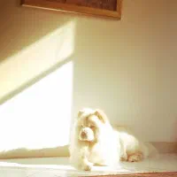 چاوچاو