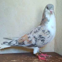کبوترخوشرنگ سرور۷پرگل ۷رنگ نرهویی بی عیب|پرنده|شیراز, سعدیه شمالی|دیوار