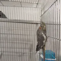 ماده بالغ عروس هلندی، آماده جفت