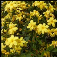 گل خورشید|گل و گیاه طبیعی|رشت, فخب|دیوار