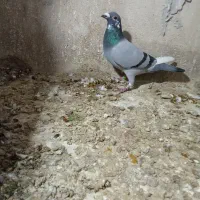 پلاکی گرفته|حیوانات|ایوان, |دیوار