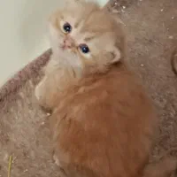 فروش گربه|گربه|بوکان, |دیوار