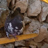 کبوتر زوردار